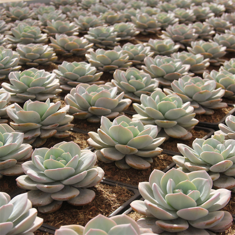 Echeveria Cream tea Succulents TaoSucculent