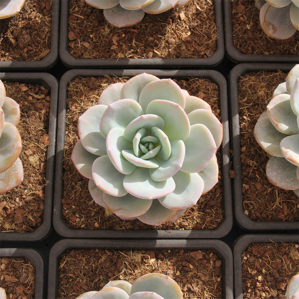 Echeveria Cream tea Succulents TaoSucculent