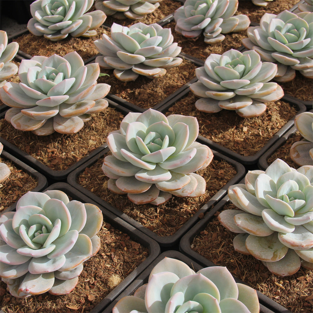 Echeveria Cream tea Succulents TaoSucculent