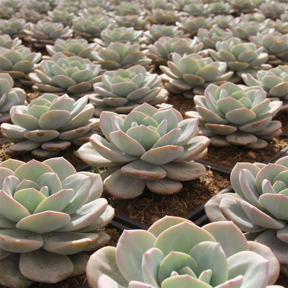 Echeveria Cream tea Succulents TaoSucculent