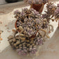 Graptopeta lumame thystinum Succulents TaoSucculent
