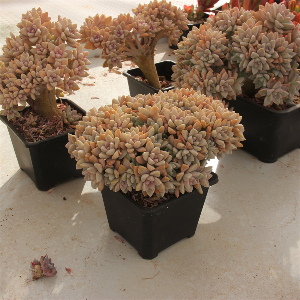 Graptopetalum paraguayense 'Awayuki' crested Succulents TaoSucculent