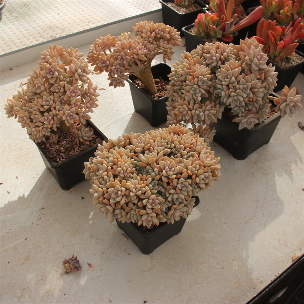 Graptopetalum paraguayense 'Awayuki' crested Succulents TaoSucculent