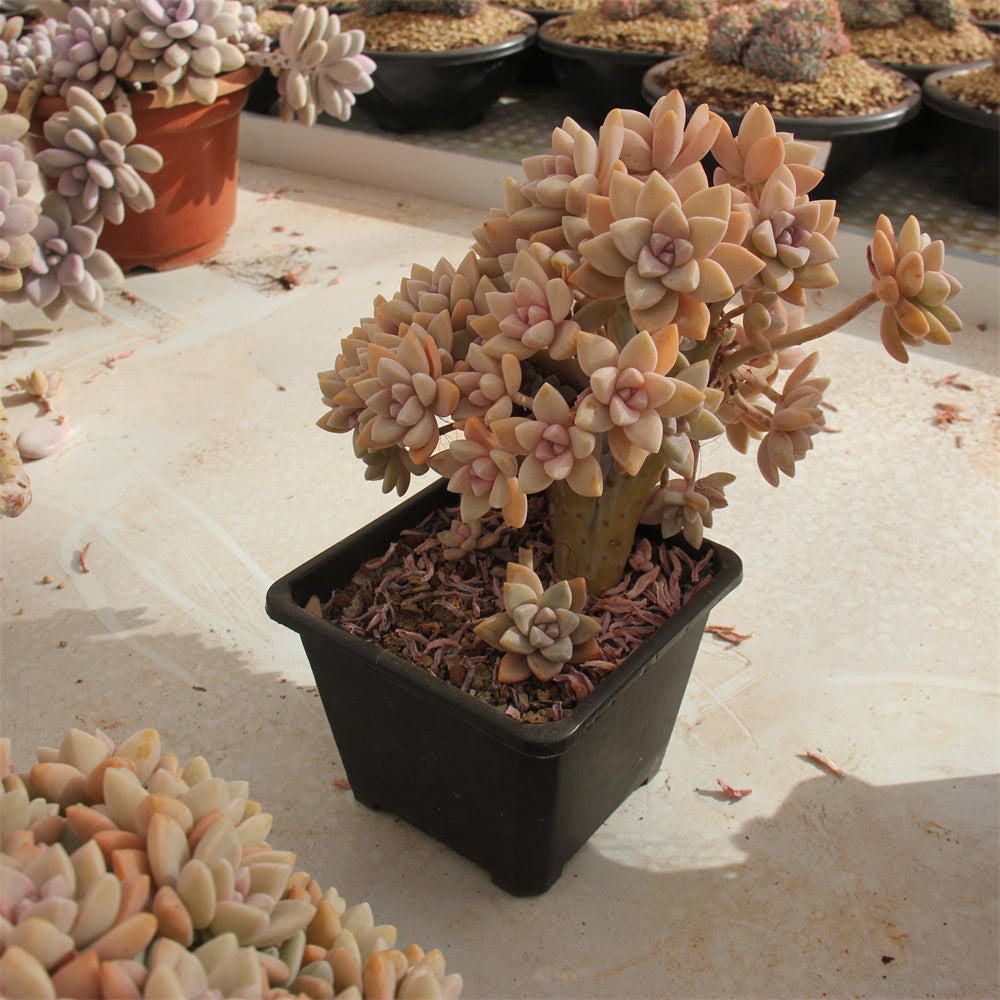 Graptopetalum paraguayense 'Awayuki' crested Succulents TaoSucculent