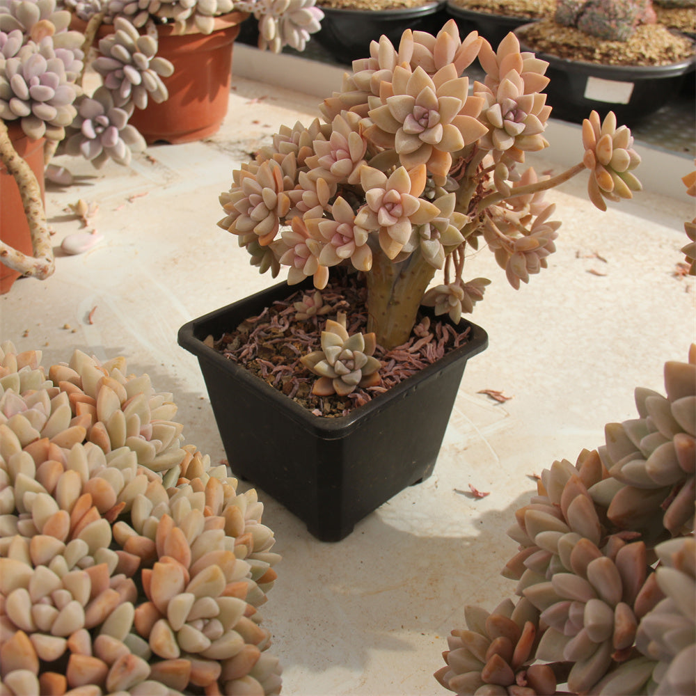 Graptopetalum paraguayense 'Awayuki' crested Succulents TaoSucculent