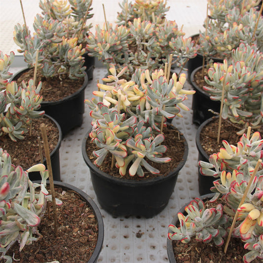 Cotyledon orbiculata Long leaf variegated Succulents TaoSucculent