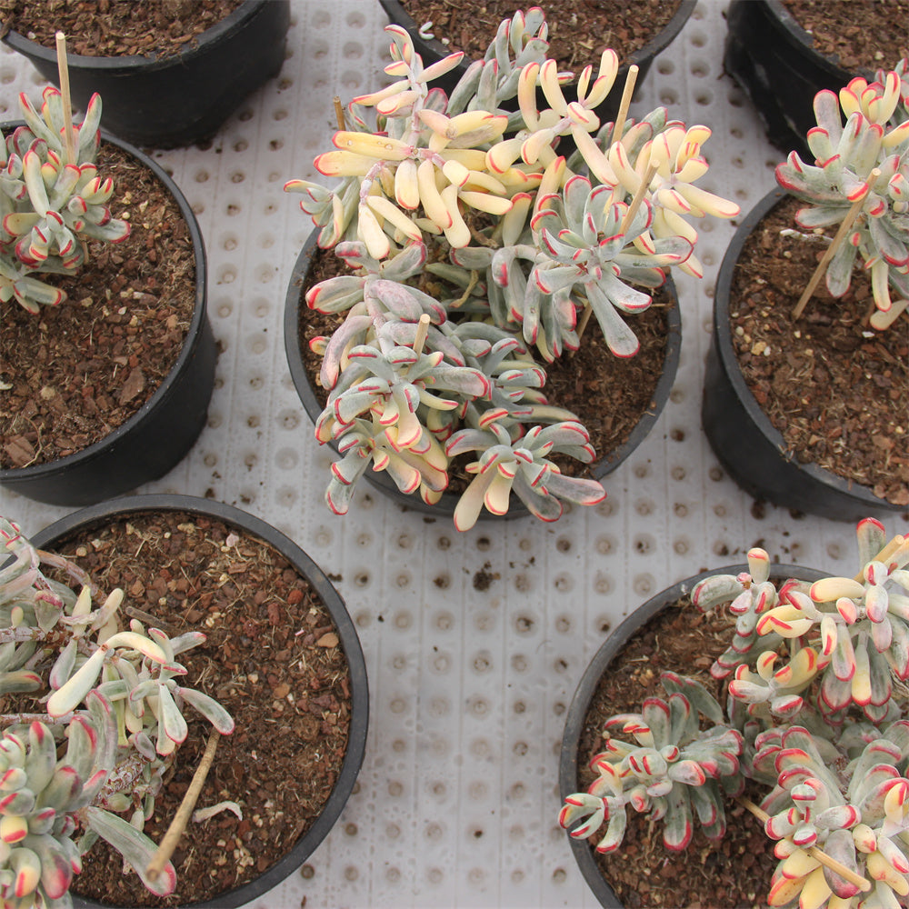 Cotyledon orbiculata Long leaf variegated Succulents TaoSucculent