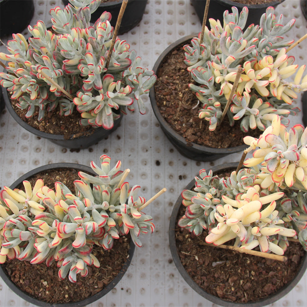 Cotyledon orbiculata Long leaf variegated Succulents TaoSucculent