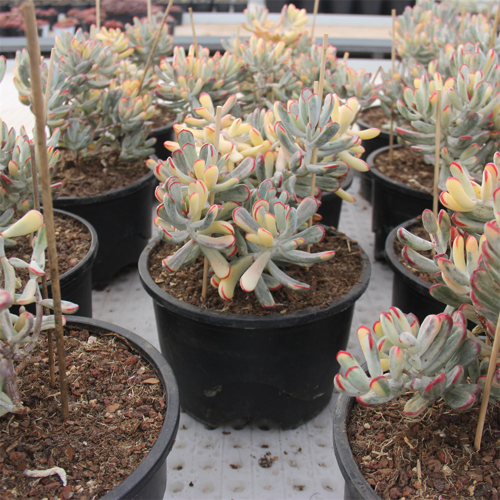 Cotyledon orbiculata Long leaf variegated Succulents TaoSucculent