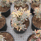 Cotyledon orbiculata Long leaf variegated Succulents TaoSucculent