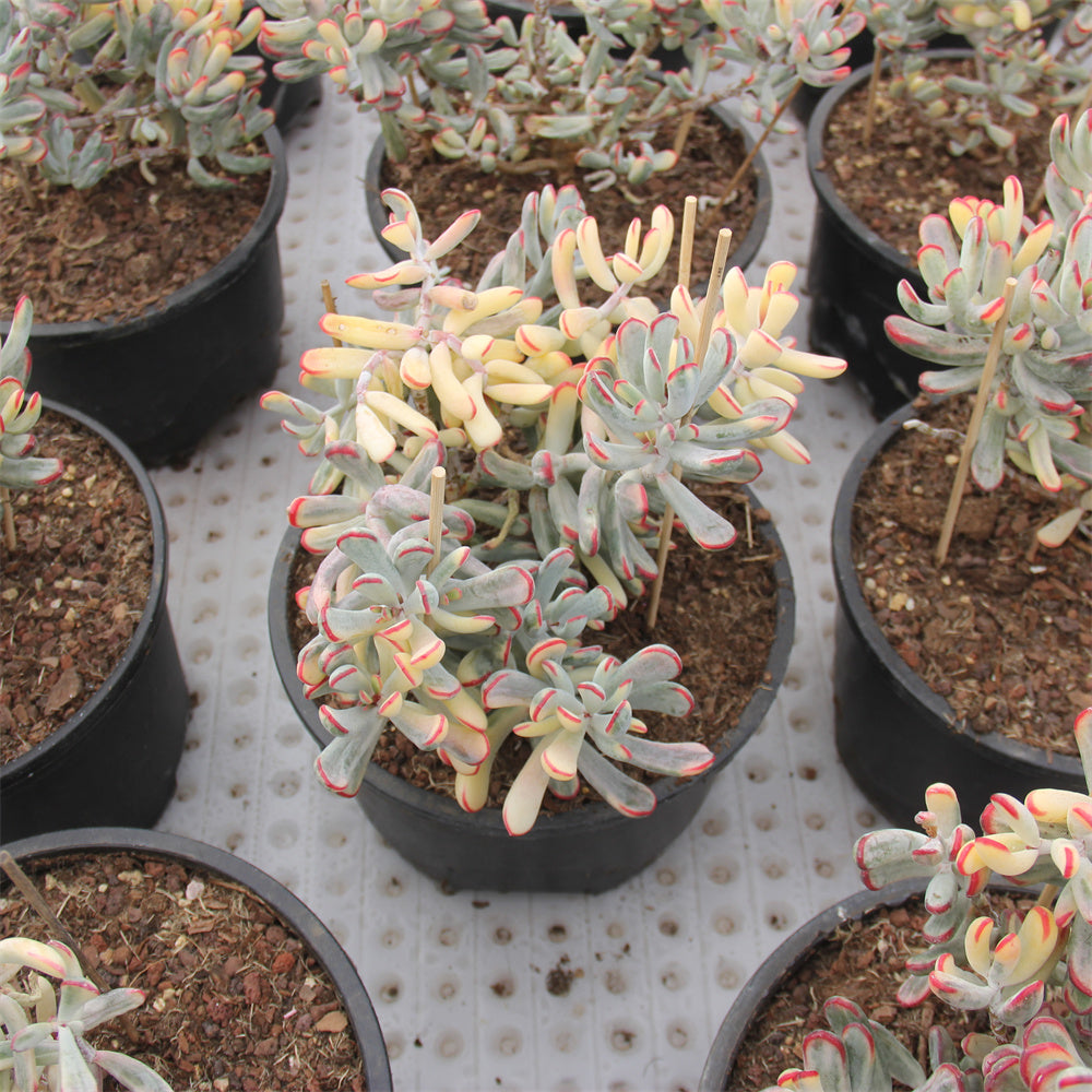 Cotyledon orbiculata Long leaf variegated Succulents TaoSucculent