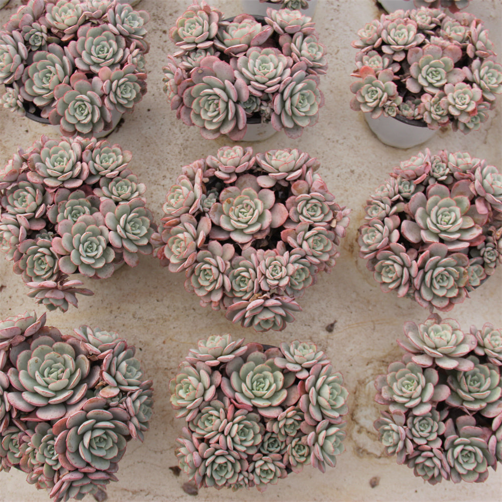 Echeveria sbucorymbosa lau 026 Succulents TaoSucculent