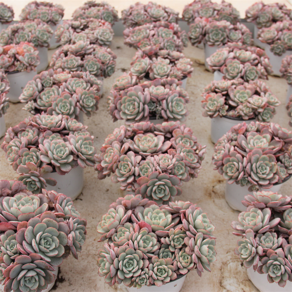 Echeveria sbucorymbosa lau 026 Succulents TaoSucculent