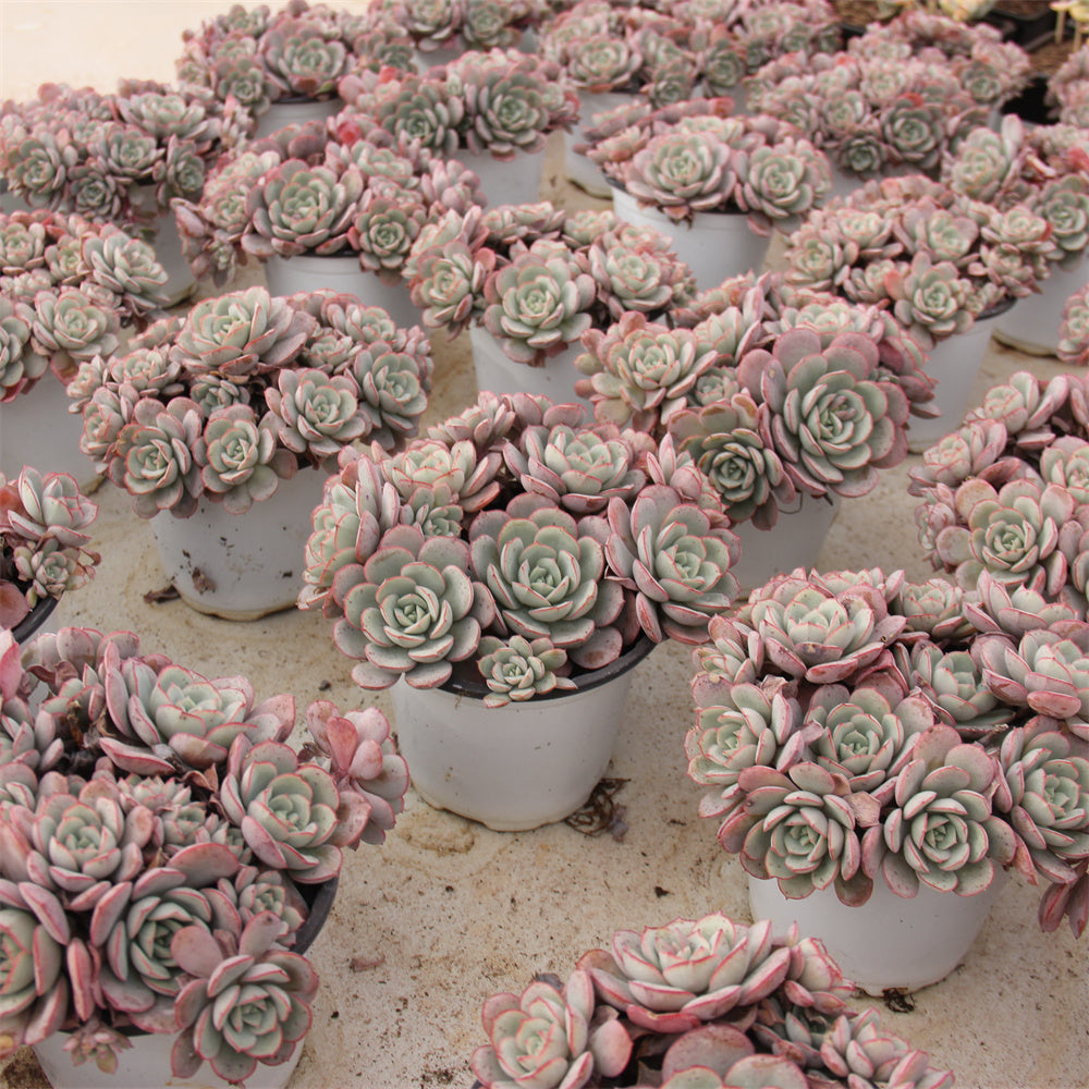 Echeveria sbucorymbosa lau 026 Succulents TaoSucculent