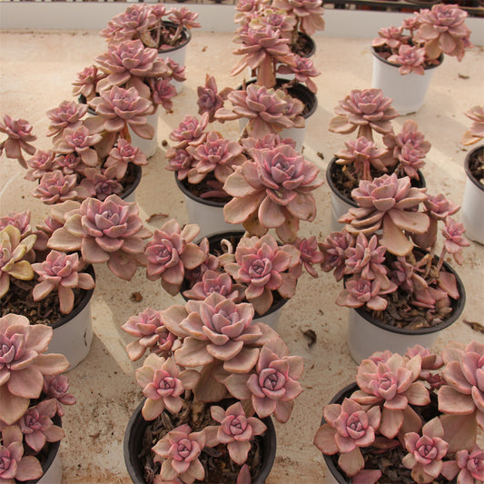 xGraptoveria 'Mrs Richards'variegated/Graptoveria 'Gypsy' variegated Succulents TaoSucculent