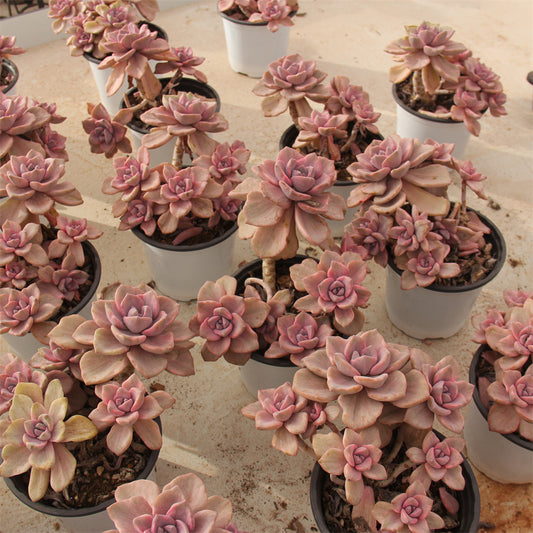 xGraptoveria 'Mrs Richards'variegated/Graptoveria 'Gypsy' variegated Succulents TaoSucculent