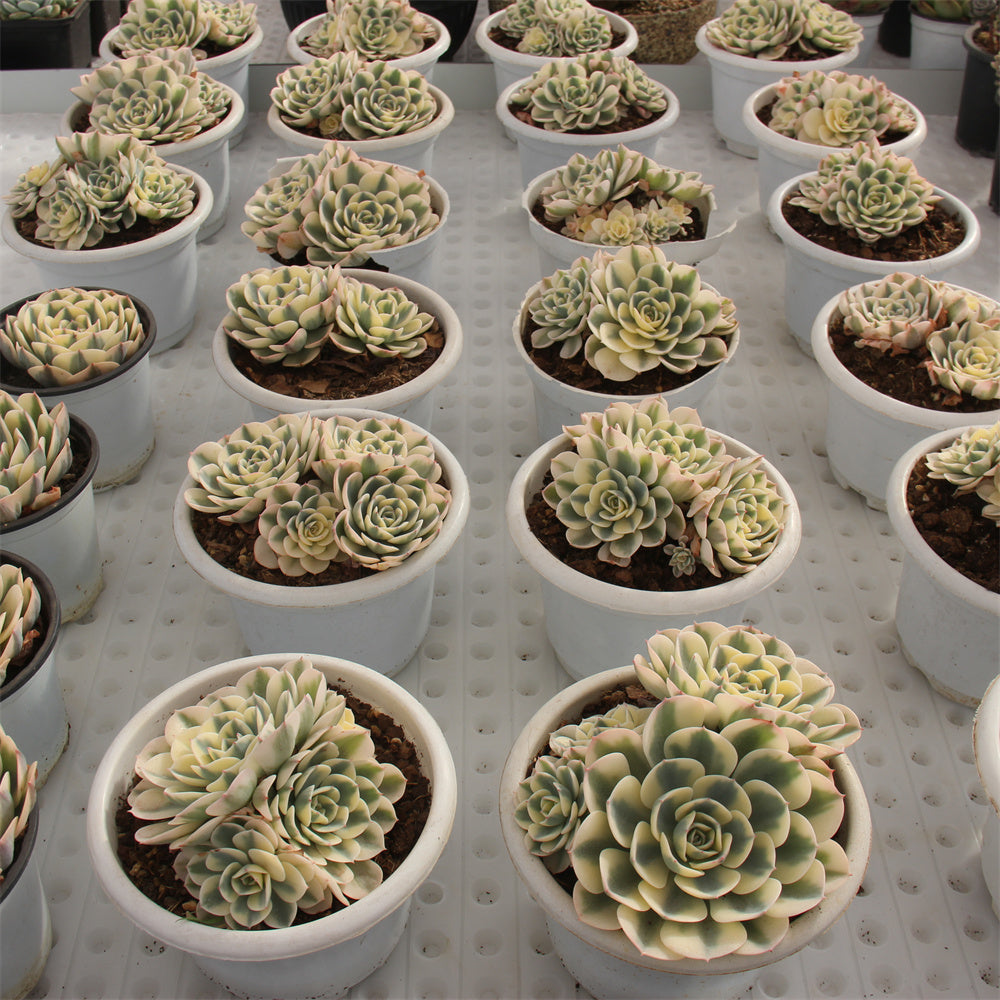 Echeveria glauca 'variegata' Succulents TaoSucculent