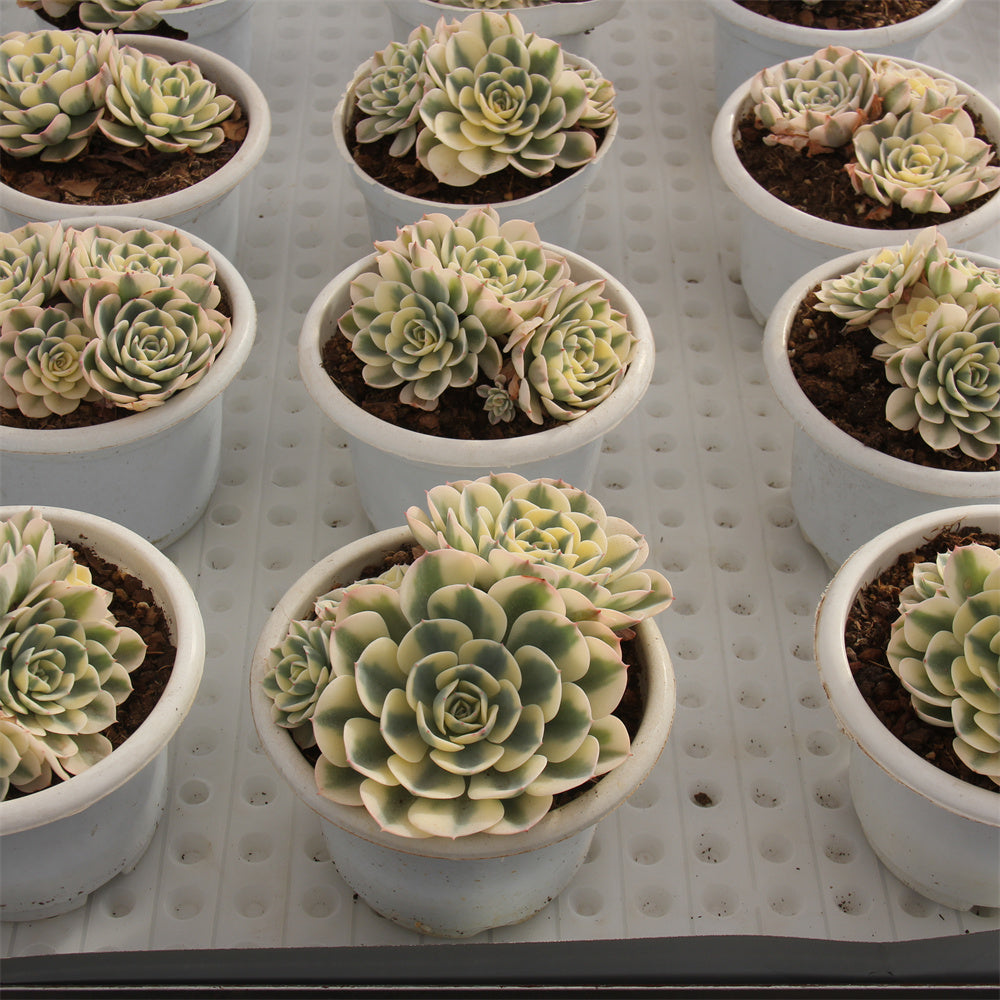 Echeveria glauca 'variegata' Succulents TaoSucculent