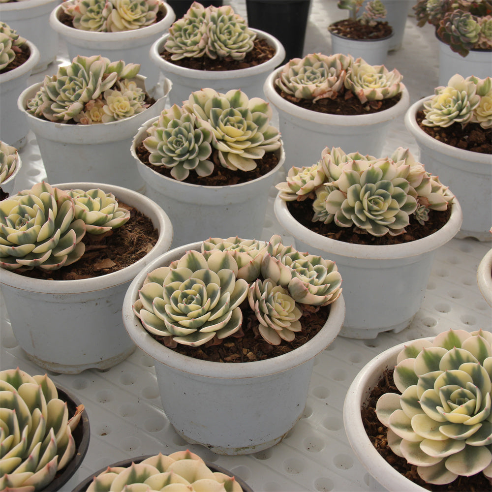 Echeveria glauca 'variegata' Succulents TaoSucculent