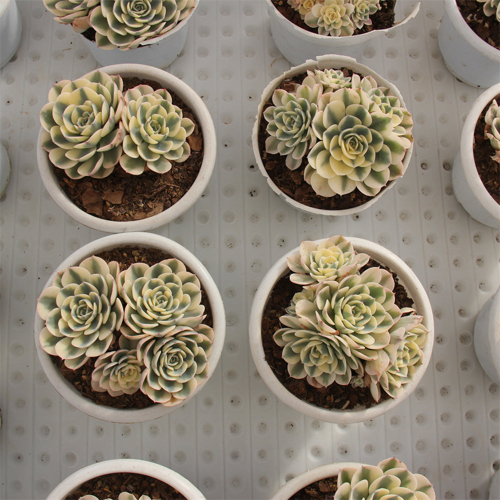 Echeveria glauca 'variegata' Succulents TaoSucculent