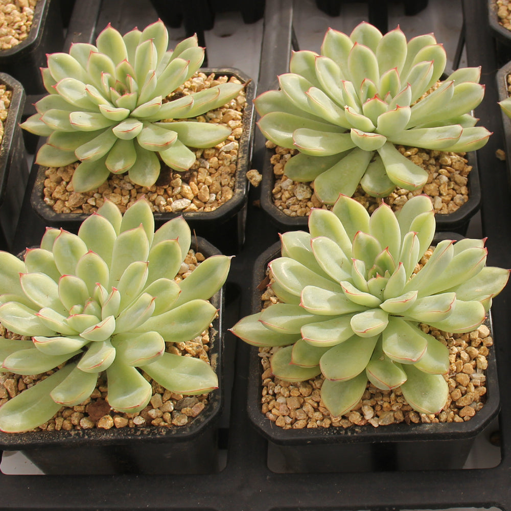 Echeveria pulidonis variegated Succulents TaoSucculent