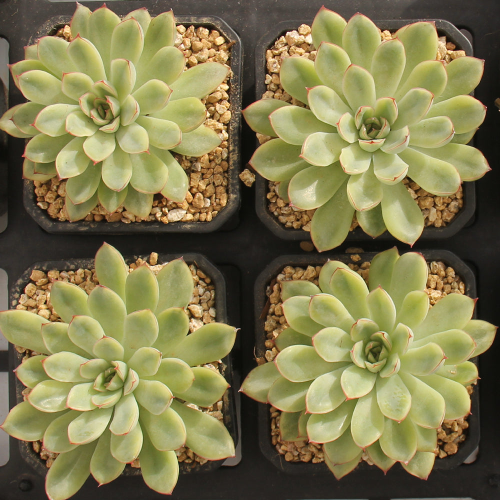 Echeveria pulidonis variegated Succulents TaoSucculent