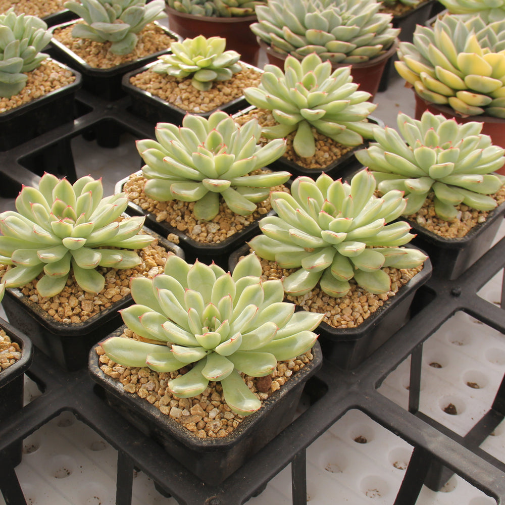 Echeveria pulidonis variegated Succulents TaoSucculent