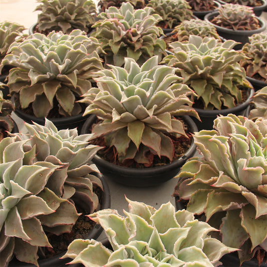 Echeveria madiba Succulents TaoSucculent