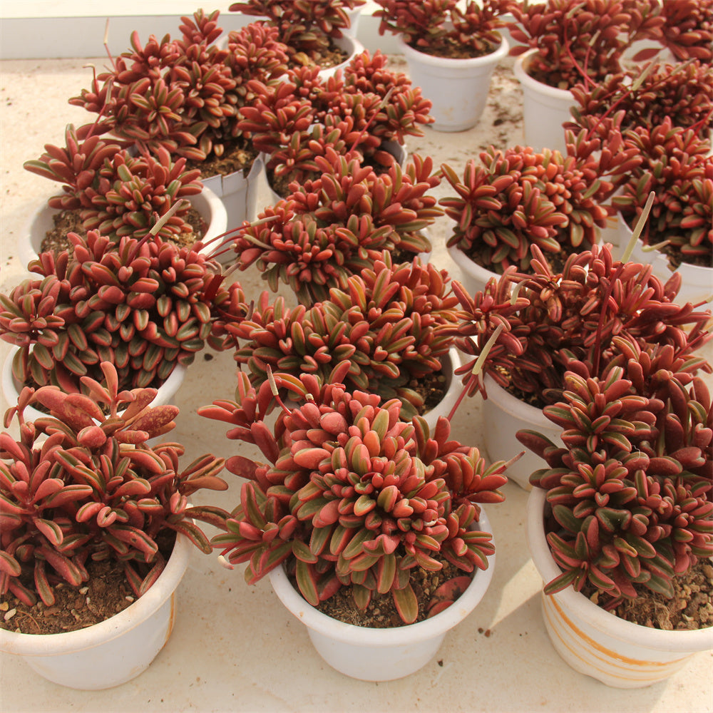 Peperomia claveolens crested Succulents TaoSucculent