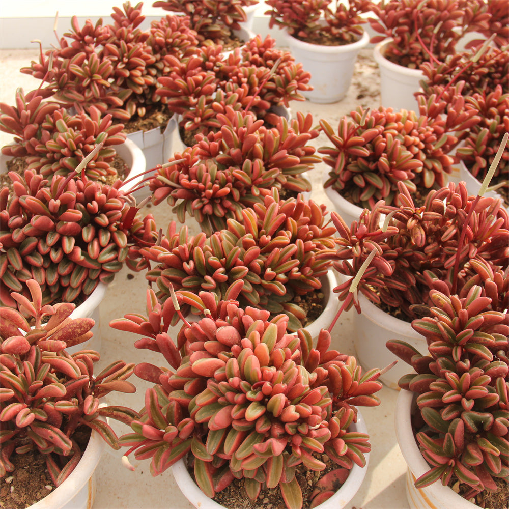 Peperomia claveolens crested Succulents TaoSucculent