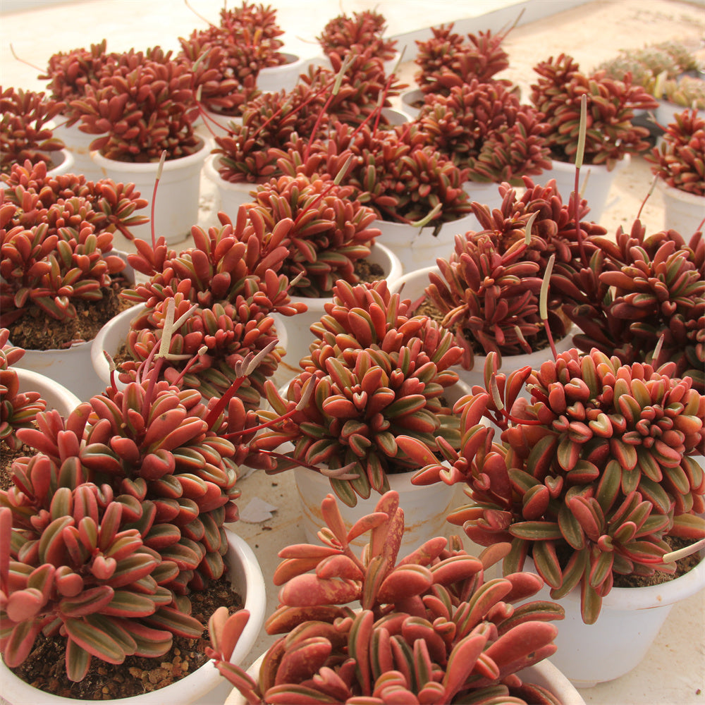 Peperomia claveolens crested Succulents TaoSucculent