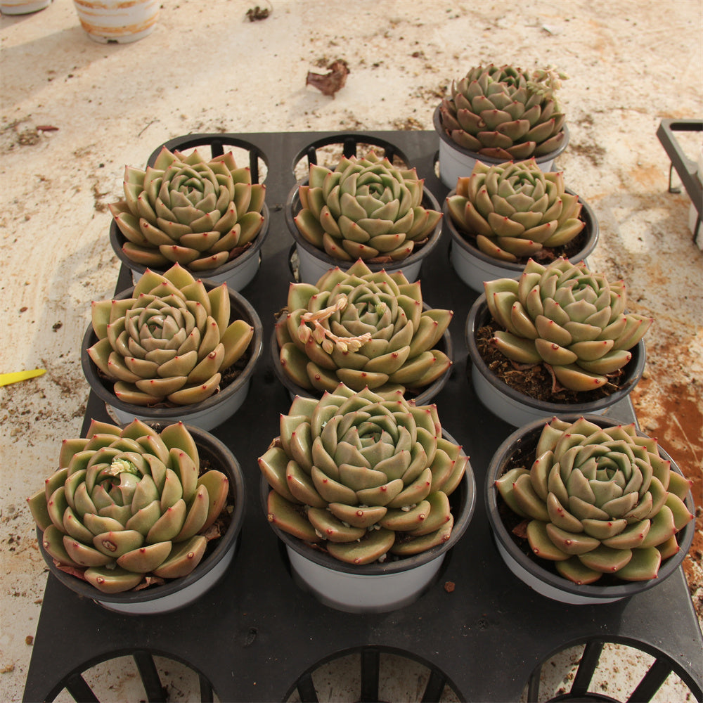 Echeveria agavoides White rose Succulents TaoSucculent