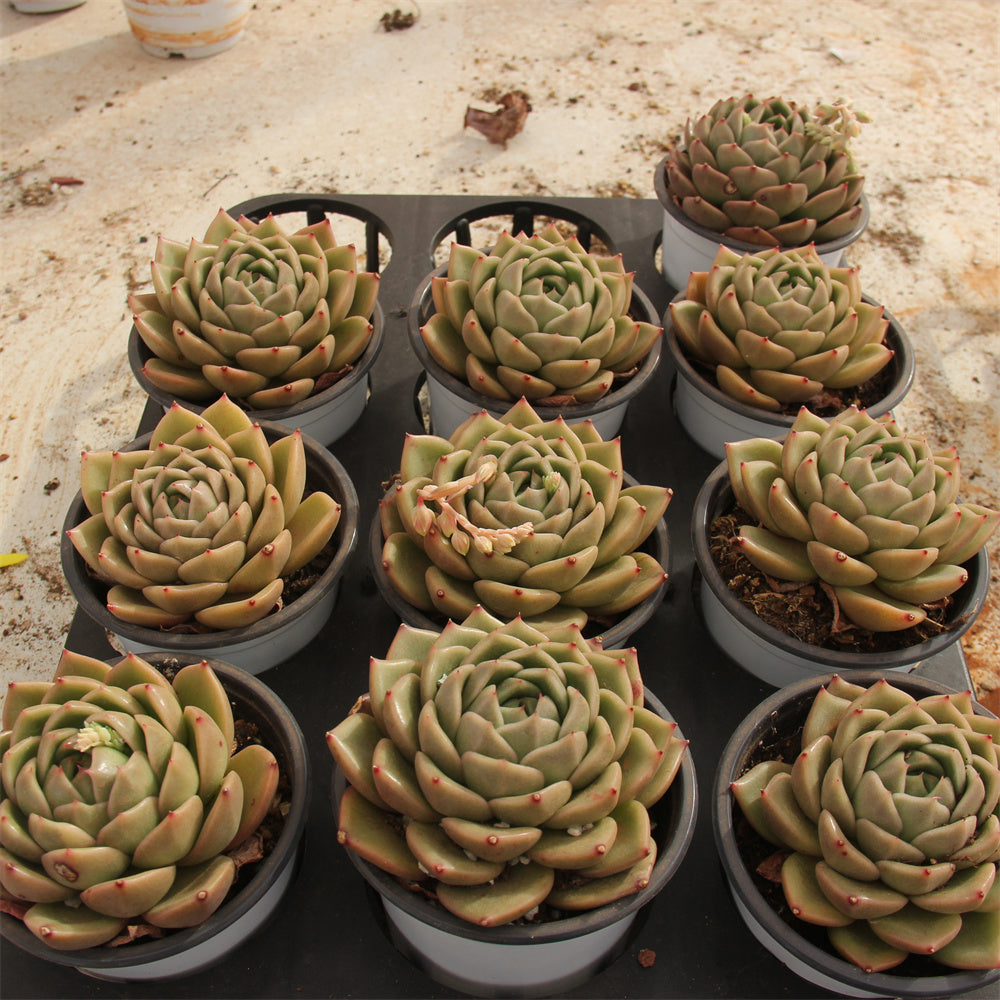 Echeveria agavoides White rose Succulents TaoSucculent