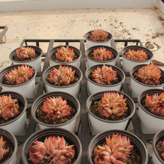 Echeveria Lily-livered lamp Succulents TaoSucculent