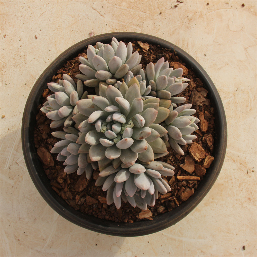 Pachyphytum cv Frevel Succulents TaoSucculent