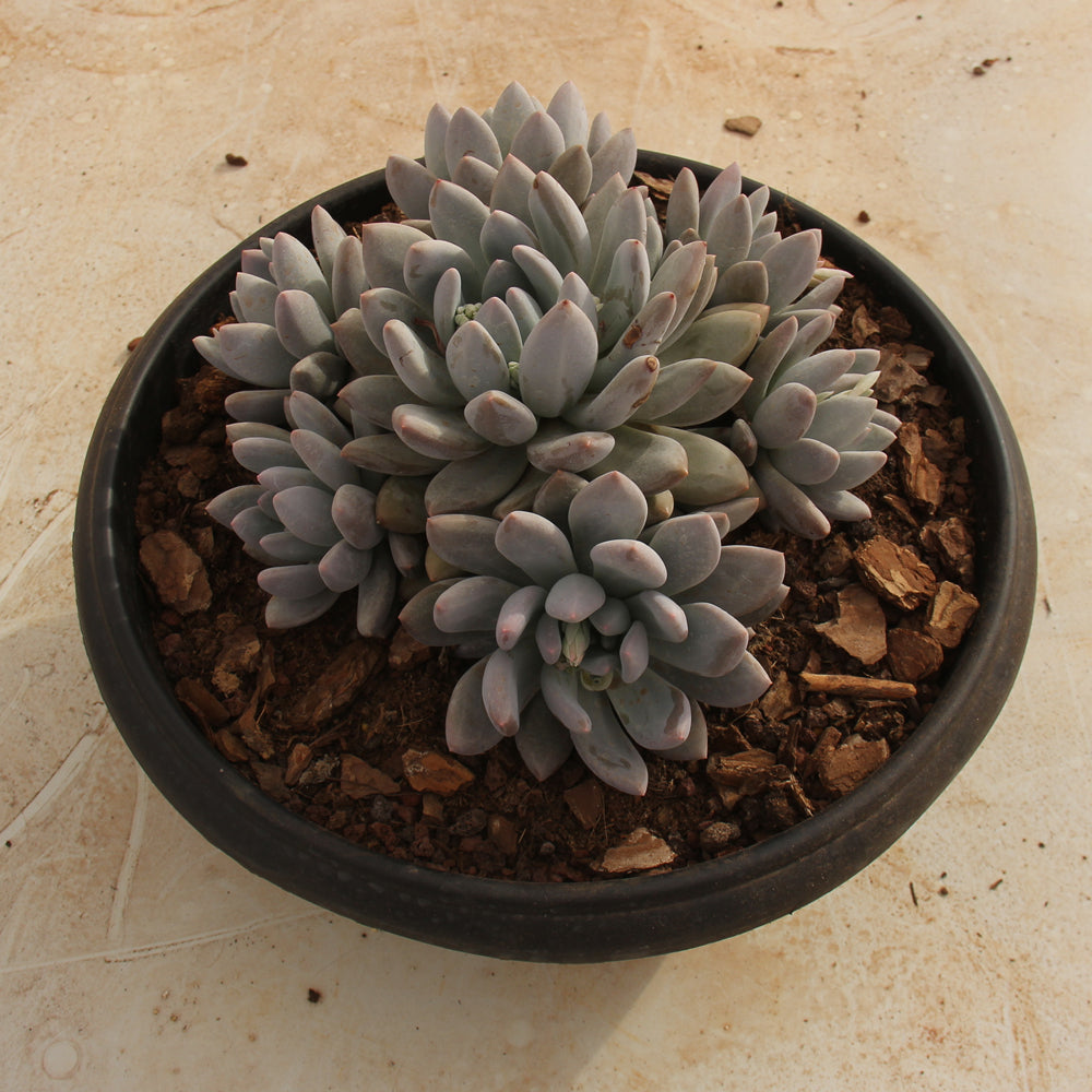 Pachyphytum cv Frevel Succulents TaoSucculent