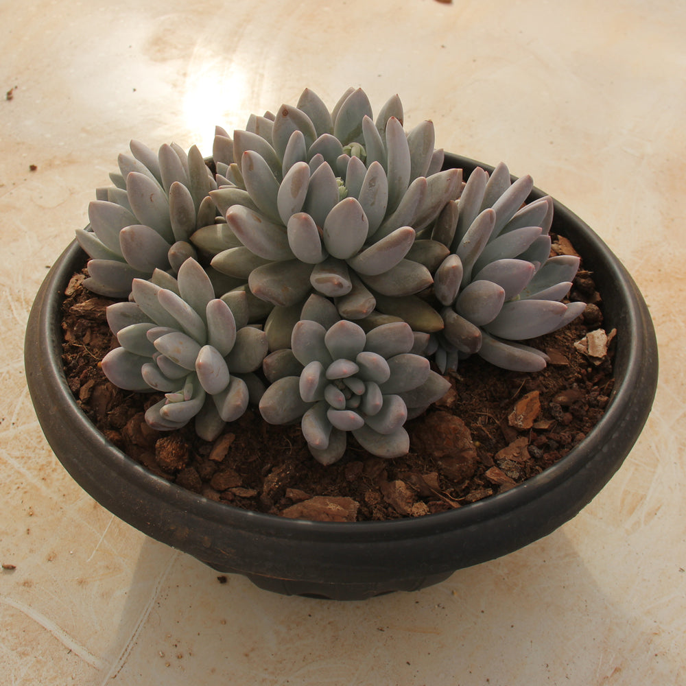 Pachyphytum cv Frevel Succulents TaoSucculent