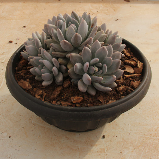 Pachyphytum cv Frevel Succulents TaoSucculent