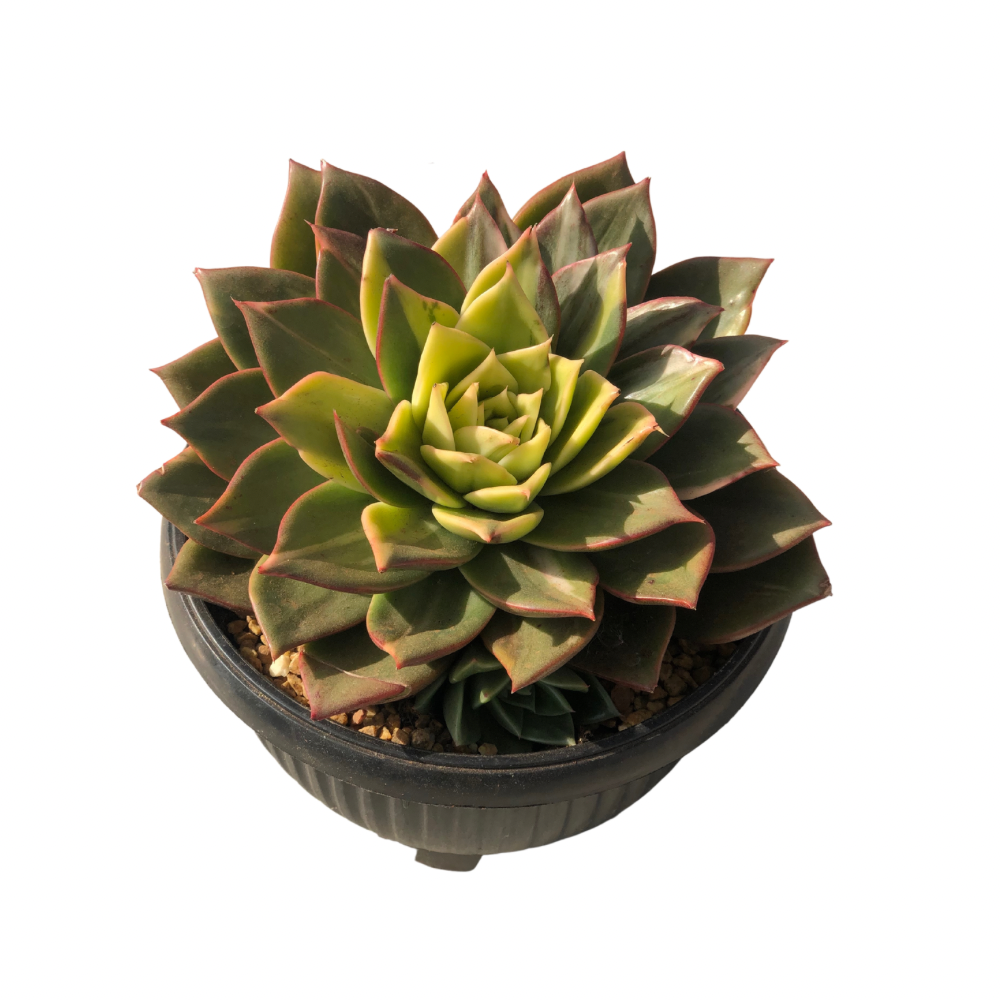 Echeveria Pirate's treasure variegated Succulents