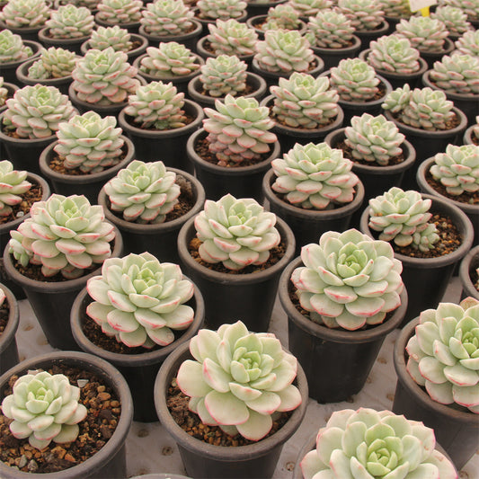 xSedeveria 'Pudgye' Succulents TaoSucculent