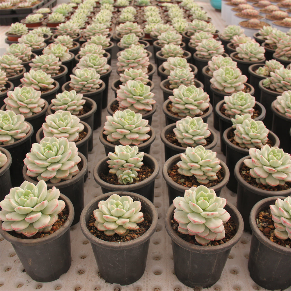 xSedeveria 'Pudgye' Succulents TaoSucculent