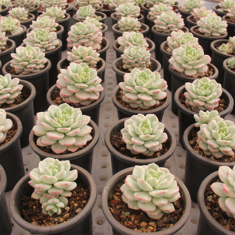 xSedeveria 'Pudgye' Succulents TaoSucculent