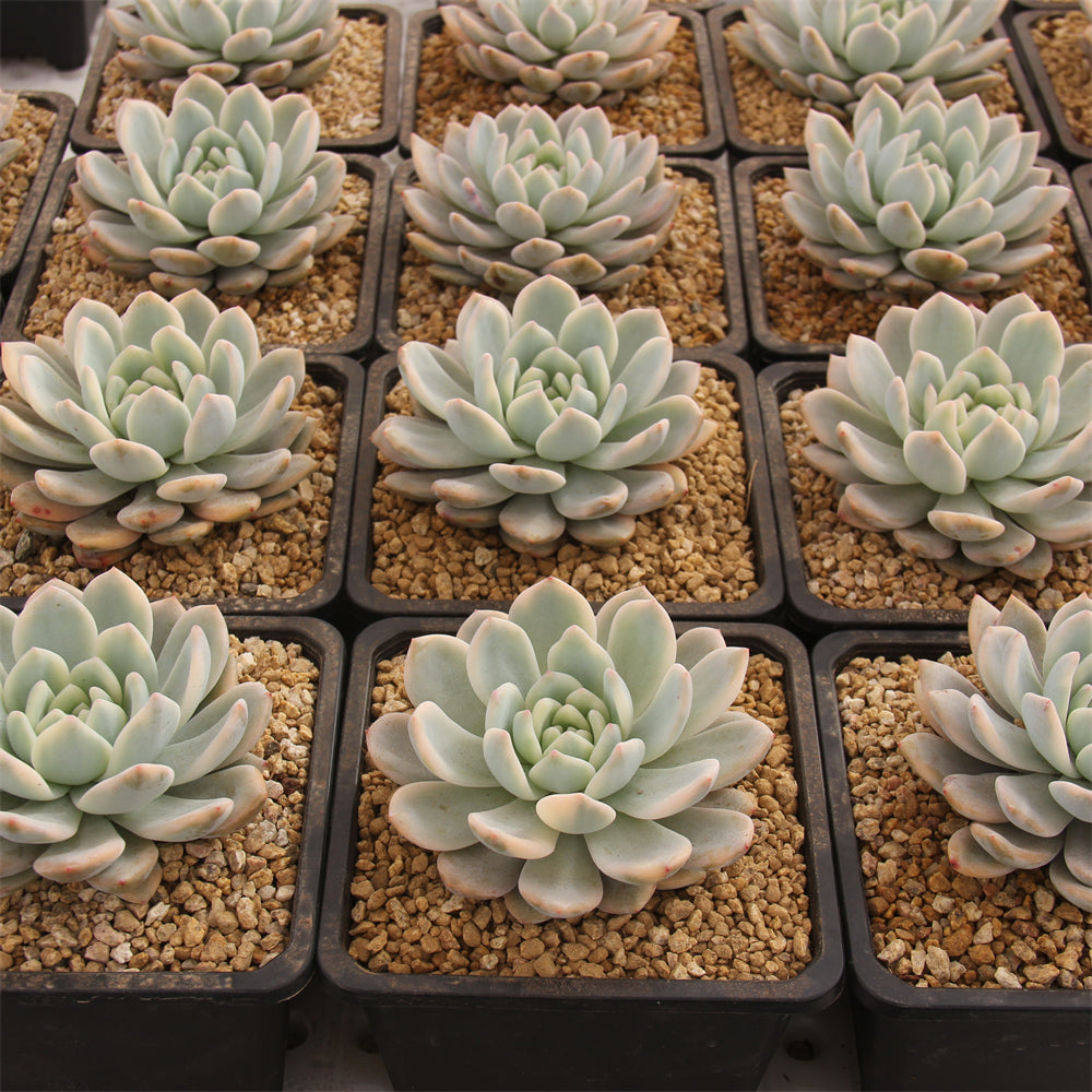 Echeveria Monroe variegated Succulents TaoSucculent