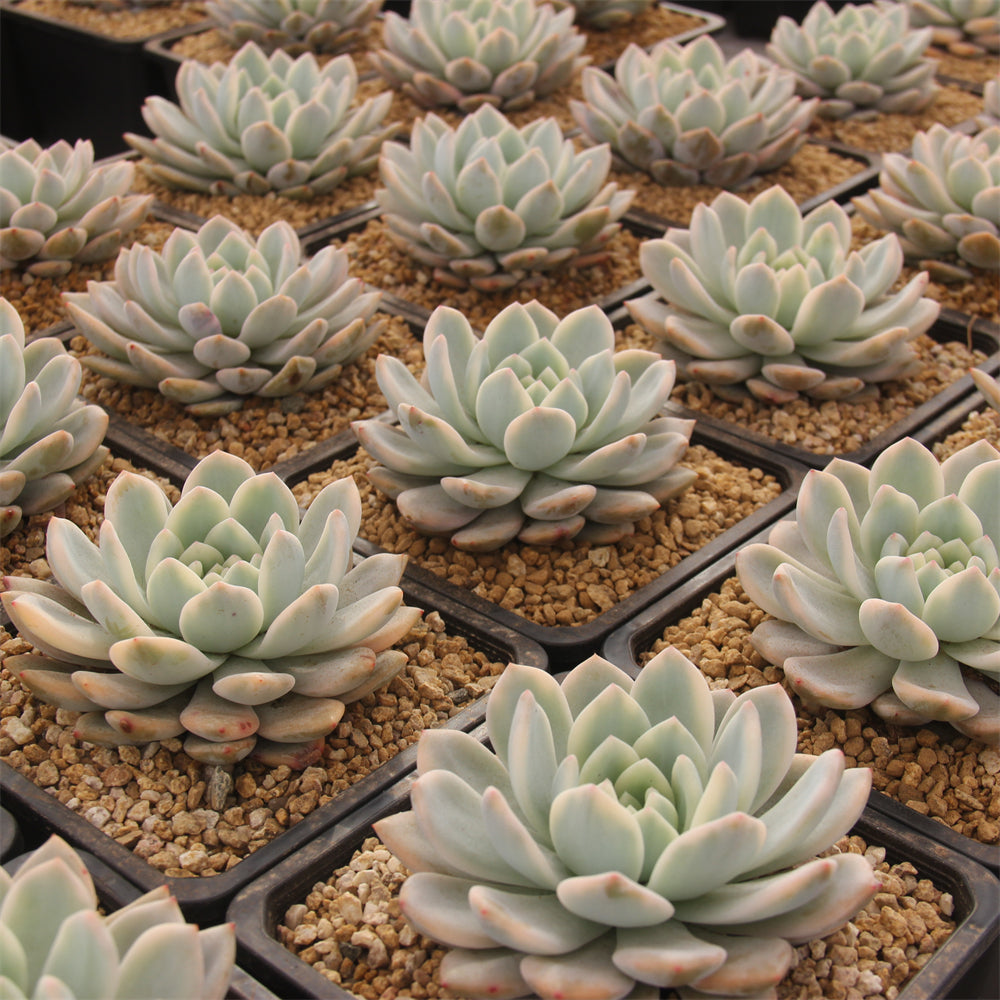 Echeveria Monroe variegated Succulents TaoSucculent