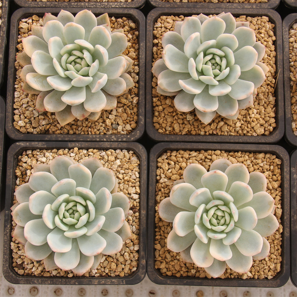 Echeveria Monroe variegated Succulents TaoSucculent