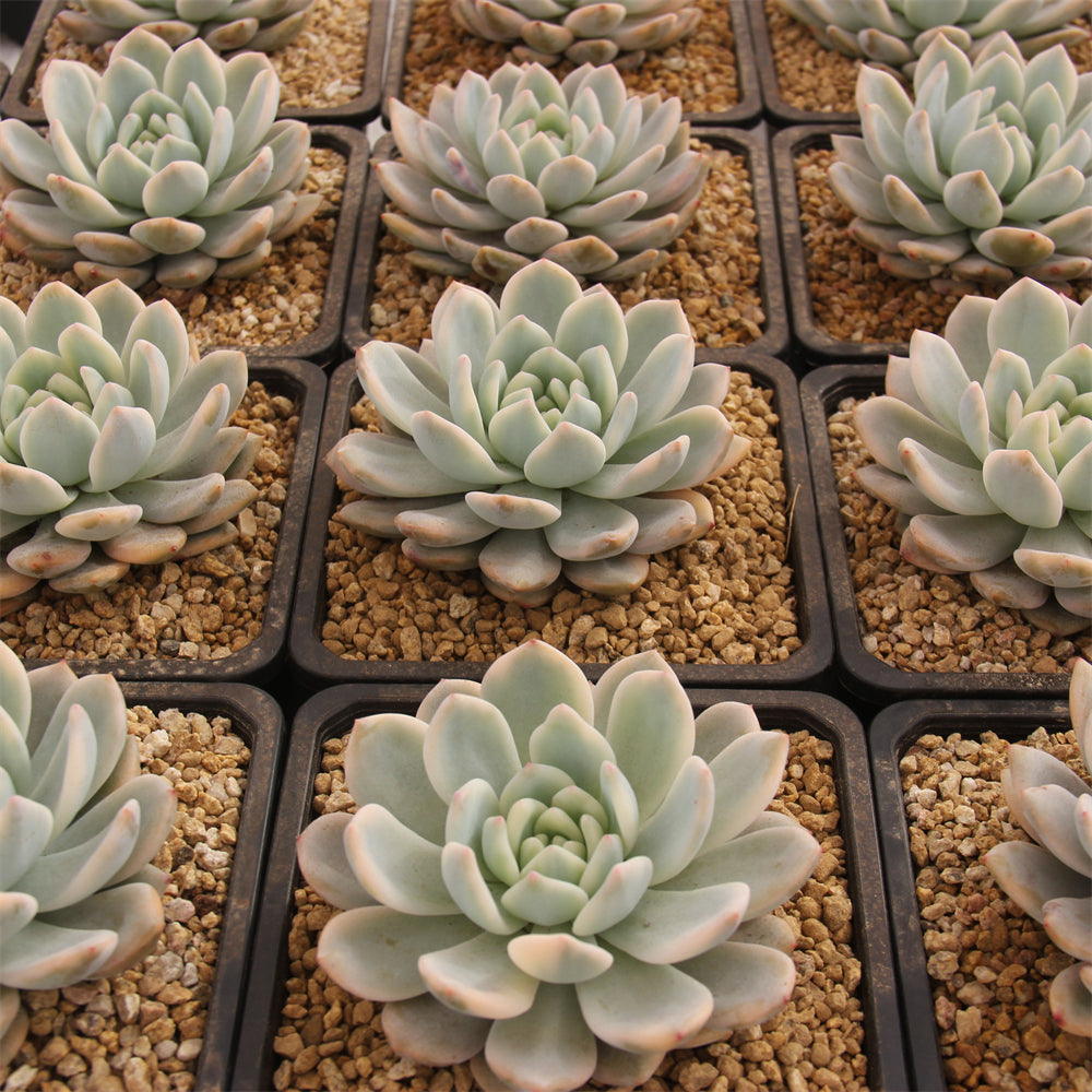 Echeveria Monroe variegated Succulents TaoSucculent