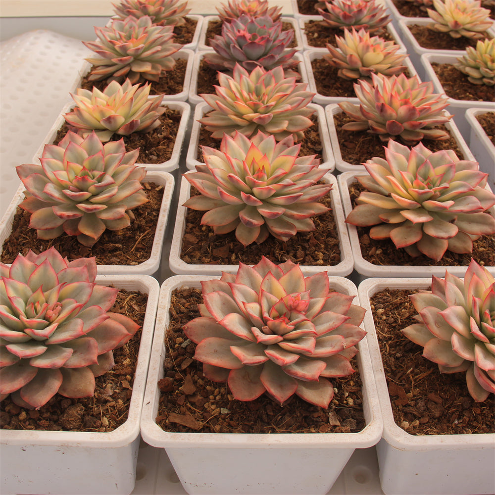 Echeveria Esther variegated Succulents TaoSucculent