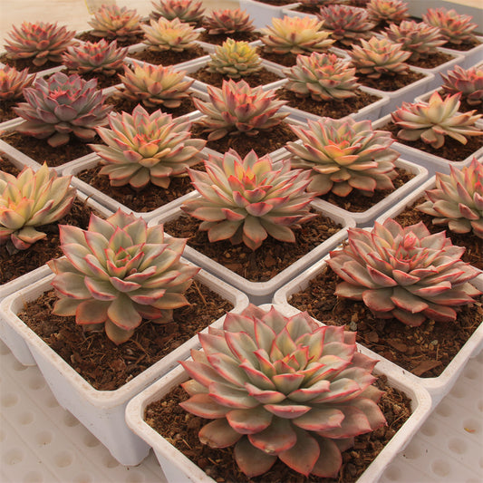 Echeveria Esther variegated Succulents TaoSucculent