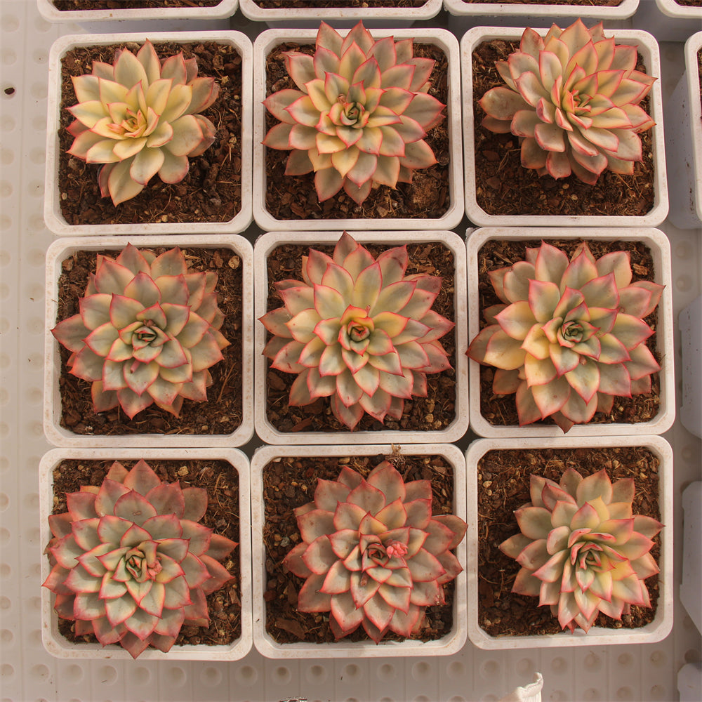 Echeveria Esther variegated Succulents TaoSucculent