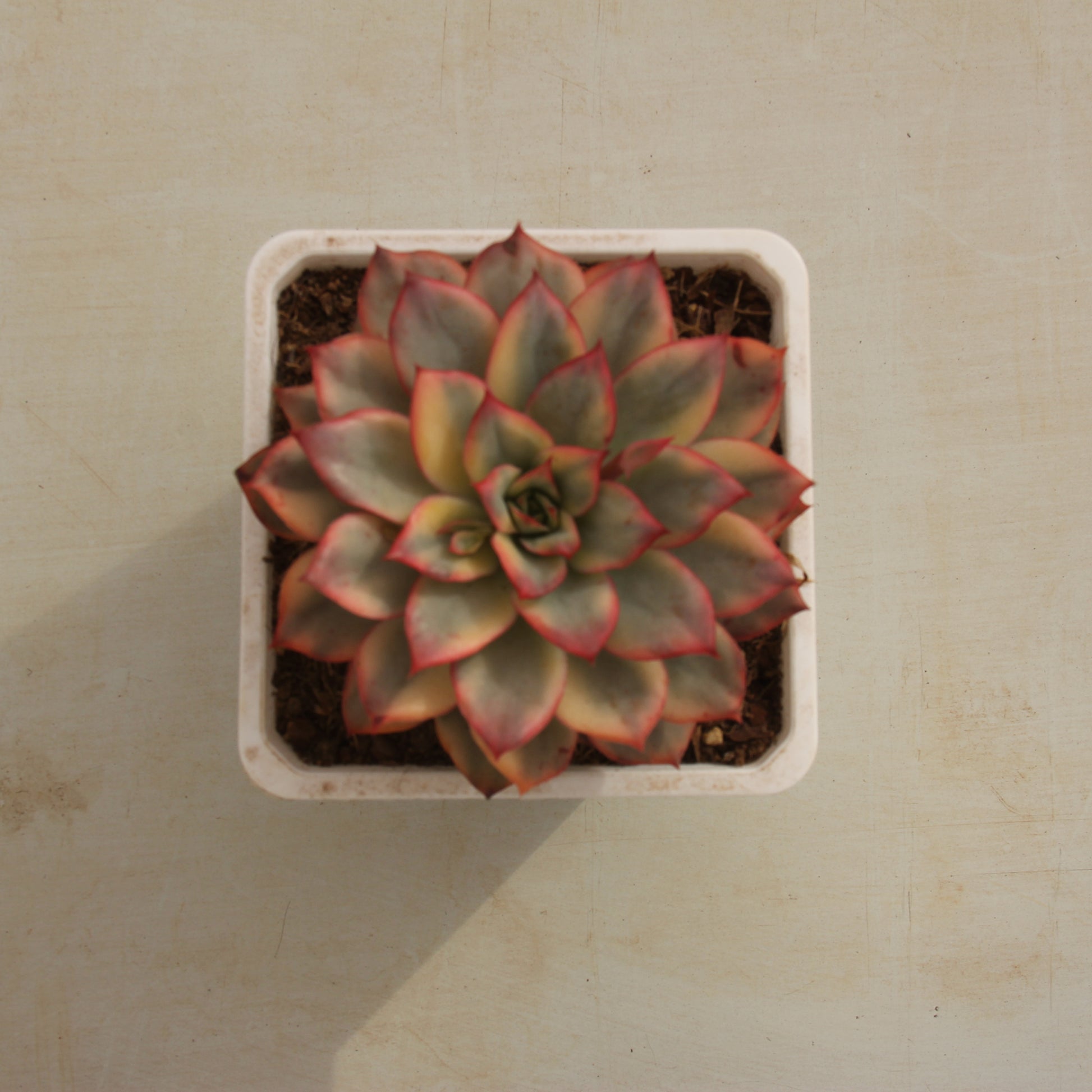 Echeveria Esther variegated Succulents TaoSucculent